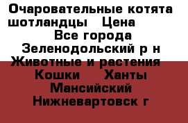 Очаровательные котята шотландцы › Цена ­ 2 000 - Все города, Зеленодольский р-н Животные и растения » Кошки   . Ханты-Мансийский,Нижневартовск г.